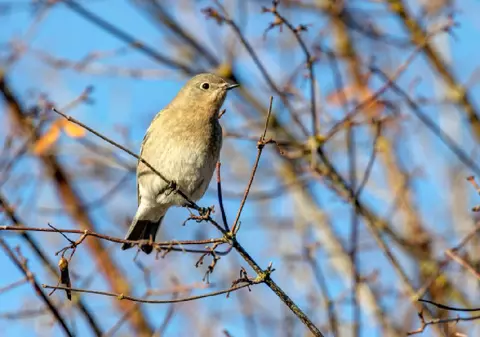 Cum va fi vremea de Crăciun și Revelion: ANM a emis prognoza actualizată pentru finalul lui 2025