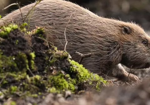 Primul castor sălbatic a fost observat în Norfolk după 400 de ani: „Nimeni nu știe de unde a apărut”