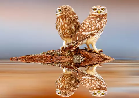 RADAr CULTURAL. Bufnița și oglinda