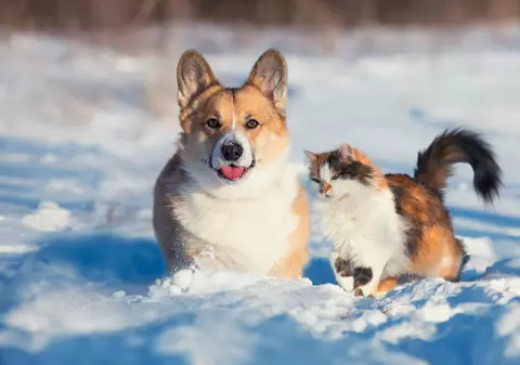 Sezonul rece și animalele de companie: cum le ajuți să facă față gerului și ce semne arată că sunt afectate de frig