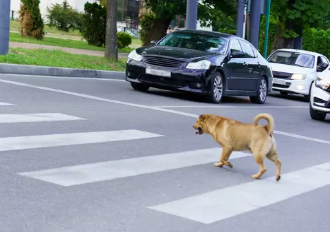 Indignare la Cluj după moartea unui câine lovit de o mașină: avertismente ignorate timp de peste un an