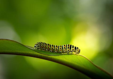 Ce înseamnă când visezi omizi