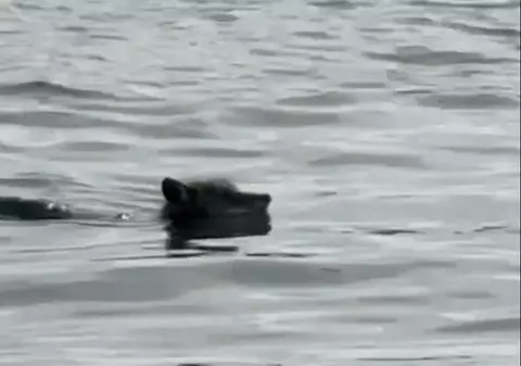 „Misiune imposibilă”: Un coiot a ajuns înot pe insula Alcatraz, după o traversare spectaculoasă a golfului San Francisco