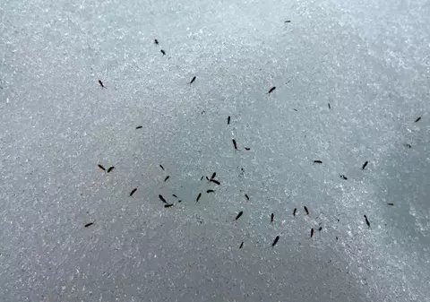 Invazie de „purici de zăpadă” în Cluj. Ce sunt colembolele, micile viețuitoare care apar tot timpul anului