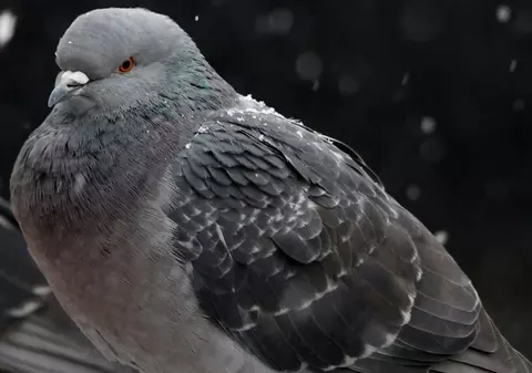 Metoda „porumbelul”, ultimul truc folosit de hoți, în Cluj. Cum a rămas un pensionar fără avere, în câteva secunde