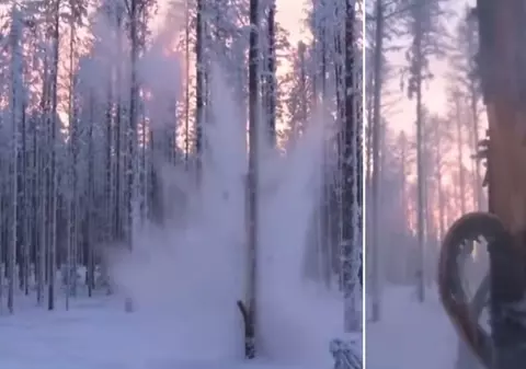 Ce se ascunde în spatele fenomenului copacilor care „explodează”. Oamenii de știință lămuresc misterul | VIDEO