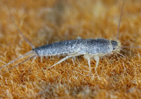 Dacă vezi această insectă în baie, ia măsuri imediat. Cât de periculoase sunt și cum scapi de ele