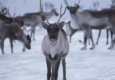 Turiști blocați la -37 de grade Celsius, în Laponia: avioanele nu au mai putut decola din cauza înghețului
