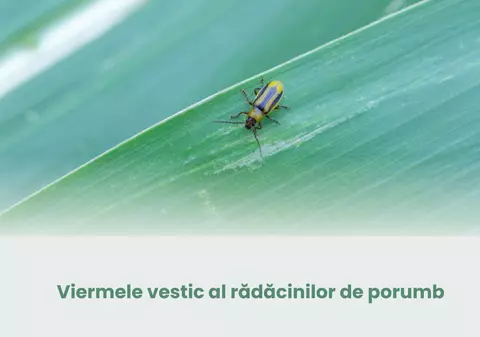 Viermele vestic al rădăcinilor de porumb - unul dintre cei mai periculoși dăunători ai culturilor de porumb