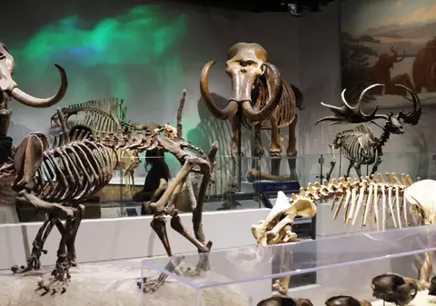 Au stat 70 de ani într-un muzeu oasele de „mamut” despre care cercetătorii au descoperit că aparțin unui alt animal