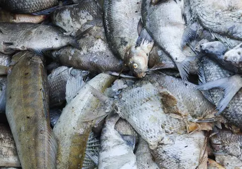 Doi români au pescuit ilegal 1.135 de kilograme de sânger, crap, caras și știucă