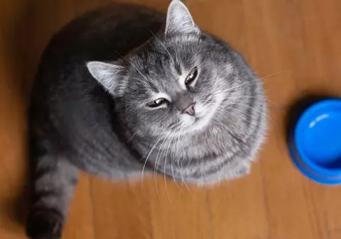 Dacă ți se spune asta, sigur nu mai ai nicio șansă. Ce înseamnă, de fapt, „că nu mai e mâncare pentru pisică”, în Italia