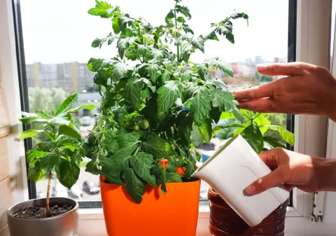 Legumele care pot fi cultivate în orice apartament din România, pe timp de iarnă, și care purifică aerul: „Trăim într-un mediu toxic”