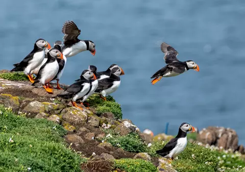 Loc de muncă de vis pentru iubitorii de animale, cu cazare gratis, pe o insulă din Țara Galilor