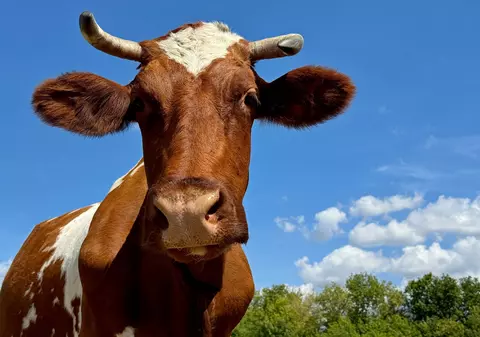 O vacă din Austria a demonstrat că animalele de fermă pot folosi unelte, arată un studiu