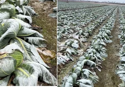 Un fermier din Satu Mare oferă gratuit varza de pe câmp: „Cine dorește, este binevenit”