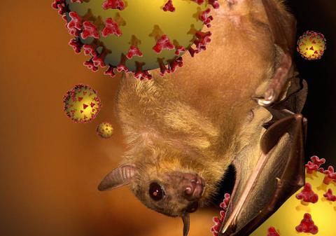 Alertă în India din cauza virusului Nipah, fără leac, răspândit de lilieci: „Are potențial epidemic”