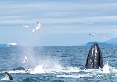 Un pescar american a fost prins în gura unei balene și a supraviețuit. „Pinocchio” de Massachusetts