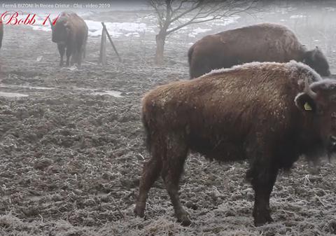 Masacru la ferma de bizoni din Cluj lansată de un fost chestor de poliție I VIDEO