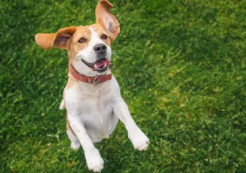Creierul uman se poate sincroniza cu cel al un câine, potrivit unui studiu. Iată ce înseamnă asta