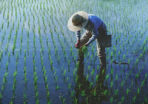 Cât costă un kilogram din cel mai scump orez din lume: doar 1.000 de cutii produse și vândute anual