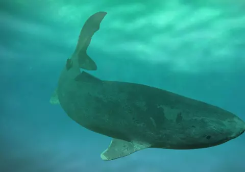 Ce animale trăiesc cel mai mult