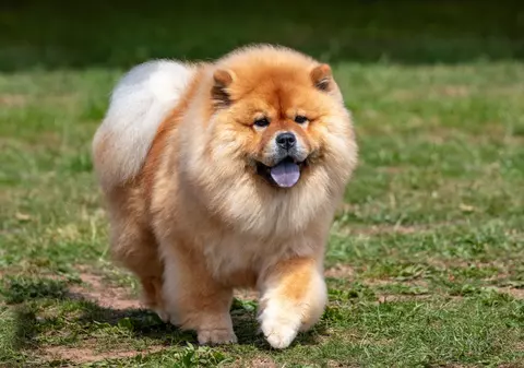 De la Chow Chow, la pekinezi: care sunt cele mai neascultătoare 10 rase de câini din lume