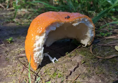 Motivul pentru care ar trebui să aruncați cojile de portocale în grădină