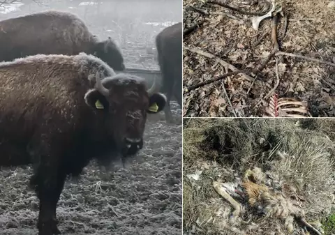 Ferma unde au murit 214 animale ieșea bine la controale. Șefa Poliției Animalelor Cluj era căsătorită cu managerul țarcului