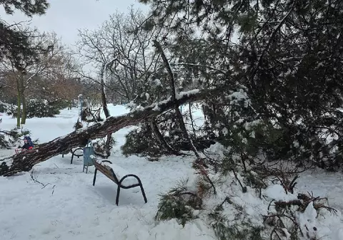 Fată de 16 ani, găsită inconştientă pe stradă în Bucureşti, posibil electrocutată, din cauza unui copac prăbușit pe firele electrice