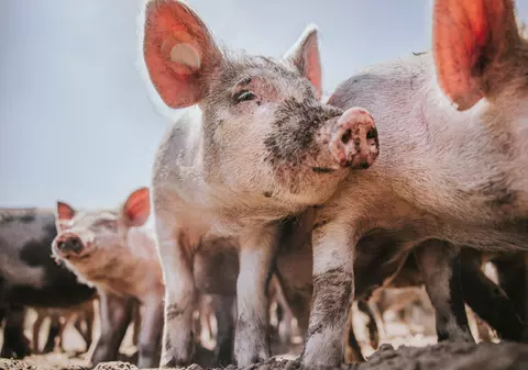 Jumătate dintre fermele de porci din România riscă să se închidă: „Vindem în pierdere de peste 20 de săptămâni”