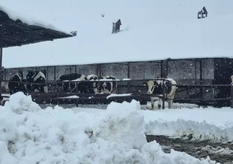 Fermele din sudul țării, acoperite de nămeți: „Sunt de la 3 noaptea în fermă să avem grijă de văcuțe”