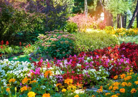 Care sunt cele mai frumoase trei flori ale lunii martie care apar în grădină