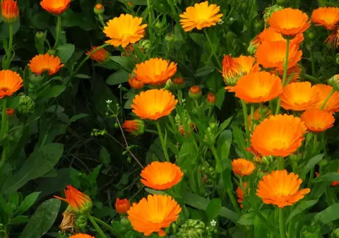 Gălbenele - proprietăţi, beneficii şi moduri de utilizare