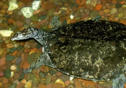 Un băiat de 11 ani a găsit o fosilă veche de 50 de milioane de ani