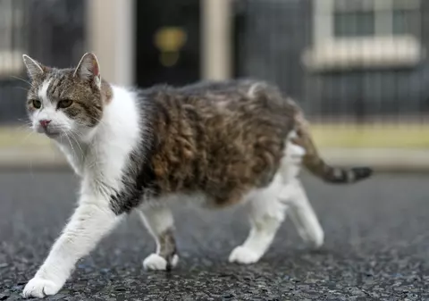 Primul motan al Marii Britanii, Larry, a împlinit 15 ani de când este cea mai importantă pisică politică