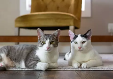 Pisicile ar putea ajuta la înțelegerea cancerului de sân, arată un nou studiu genetic