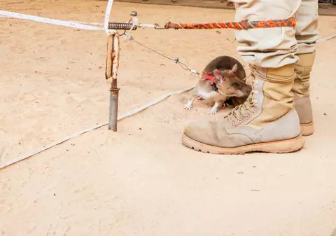 Animalele care dezamorsează bombe și simt boli mortale înainte ca ele să apară. Povestea din spatele unor misiuni imposibile pentru oameni