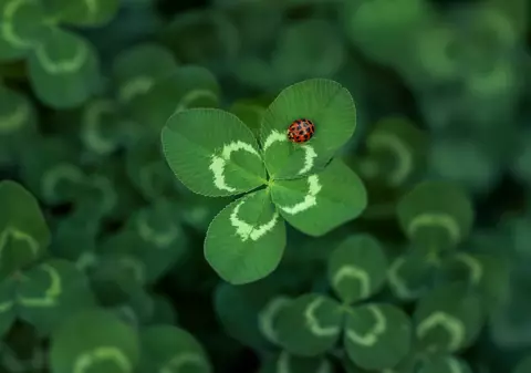 De ce este trifoiul cu patru foi un simbol al norocului
