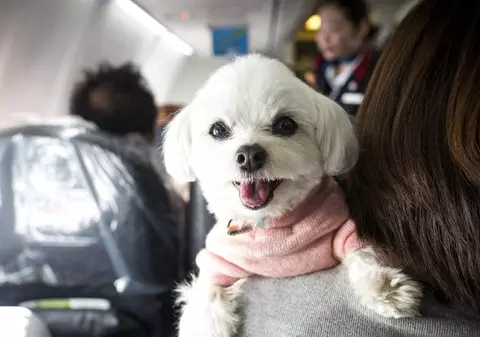 Amenda primită de un pasager din Germania pentru că și-a scos animalul din cușcă și l-a mângâiat în avion