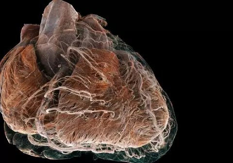 Cum arată organele și celulele umane văzute cu „Google Earth al corpului”, un nou atlas 3D interactiv