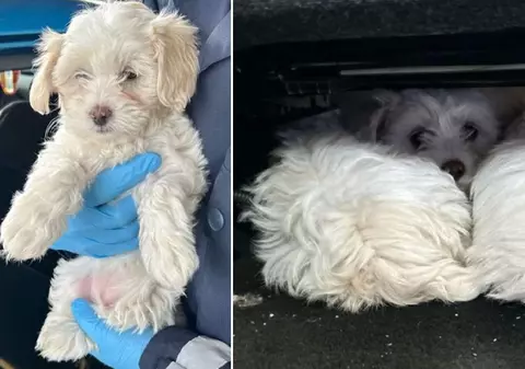 Un șofer român a ascuns doi Bichoni Maltezi sub scaun și voia să-i ducă în Germania, dar a fost oprit de vameși la granița cu Cehia