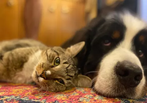 Câini și pisici abandonați în Dubai după ce expații pleacă din regiune din cauza războiului