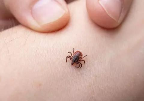 Cercetătorii francezi au descoperit o nouă metodă de a lupta cu căpușele, care face imposibilă transmiterea bolilor