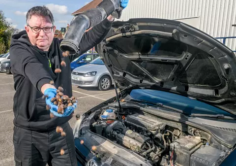 Două mașini au ajuns la service într-o săptămână după ce veverițele au umplut conductele cu ghinde