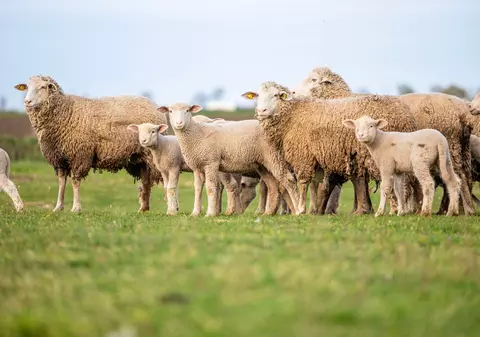 Un cioban din Galați se plânge că trebuie să-și mute cele 450 de oi care pășunează pe Poligonul Smârdan