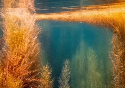 În portul Constanța vor fi plantate „păduri subacvatice“. Investiția e a unui gigant din Emiratele Arabe