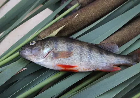 Pescuitul la șalău și biban, interzis de astăzi în Delta Dunării. Când se vor putea captura din nou cele două specii