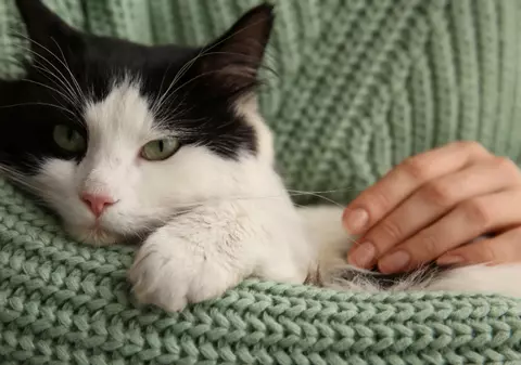 Un cuplu și-a găsit pisica îngropată de vie în grădina vecinului: „Auzeam mieunând sub picioarele mele”