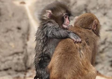 Punch, puiul de maimuță respins de mama sa și crescut cu un pluș, și-a găsit o „iubită”. Imaginile i-au topit pe oameni